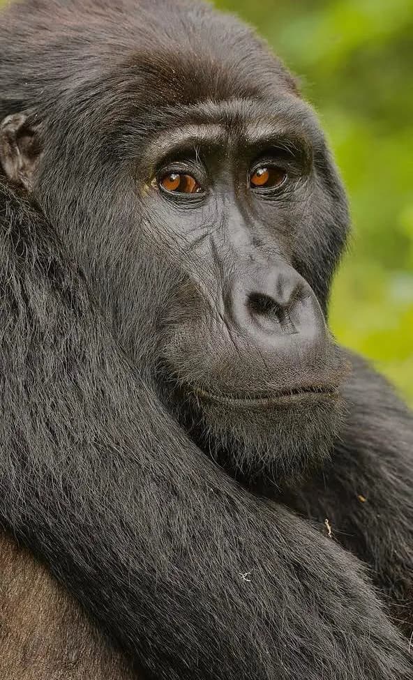 3-Day Lake Nakuru Classic Safari