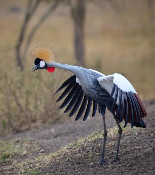 7-Day Ol Pejeta & Great Rift Valley Safari