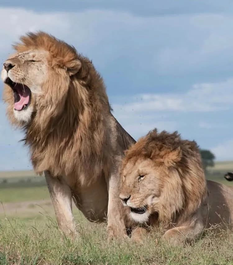 Kenya Big Five Safari