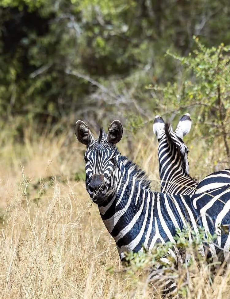 7-Day Giraffe Centre & Extended Nairobi Safari