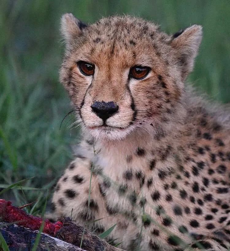 3-Day Nairobi National Park Safari