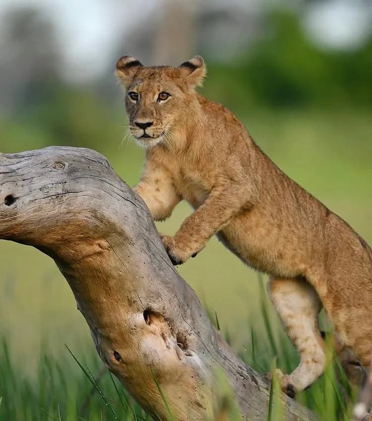 7-Day Samburu & Northern Kenya Safari