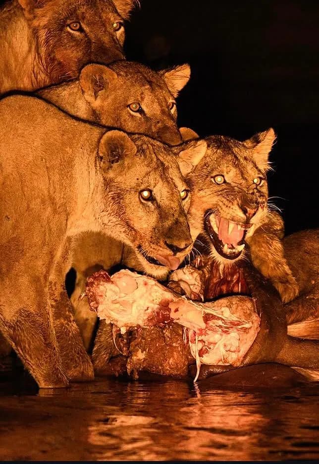 14-Day Lake Nakuru & Grand Kenya Safari