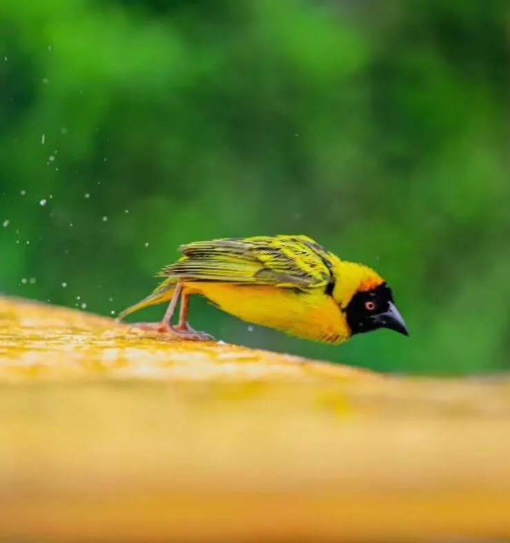 3-Day Samburu Special Five Safari