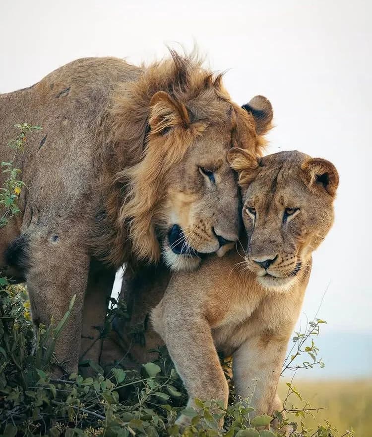 3-Day Amboseli Classic Safari