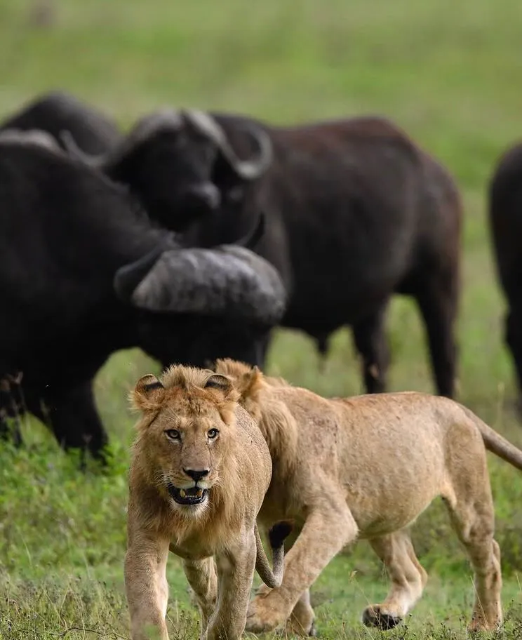 7-Day Masai Mara Immersion Safari