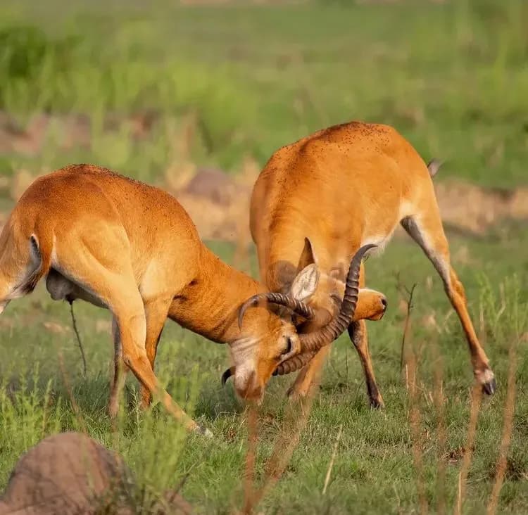 7-Day Tsavo West & Tsavo East Safari