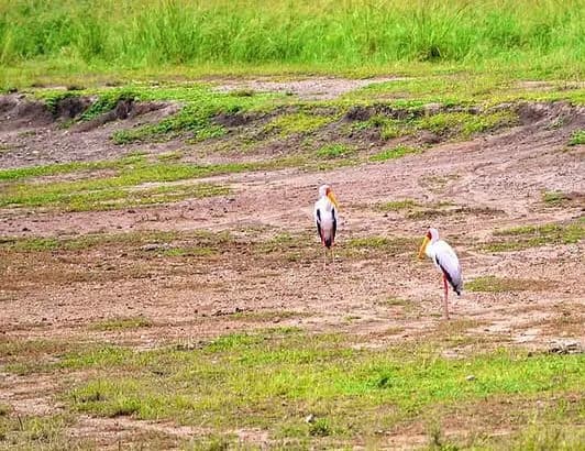 14-Day Ol Pejeta & Grand Kenya Safari