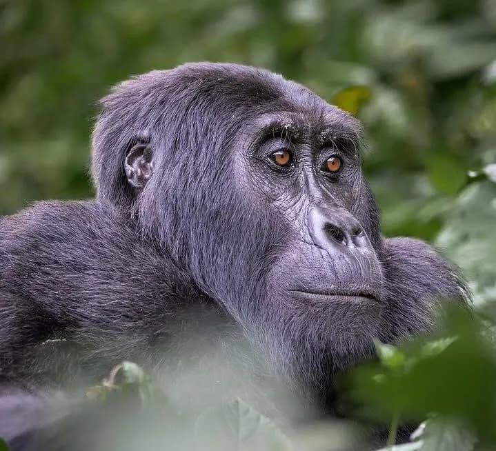 Uganda Gorilla Trekking Adventure