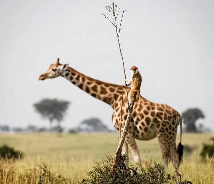 7-Day Akagera National Park & Surrounding Areas Itinerary