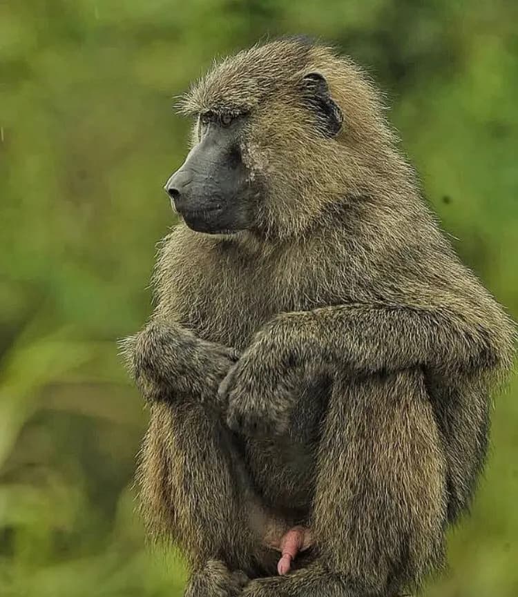 3-Day Tsavo East Red Elephants Safari