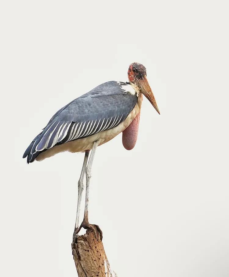 14-Day Nairobi National Park & Kenyan Safari Adventure