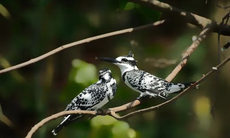 Tanzania Serengeti Explorer