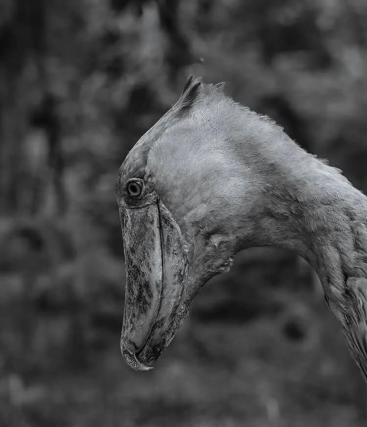 14-Day Giraffe Centre & Comprehensive Kenya Experience