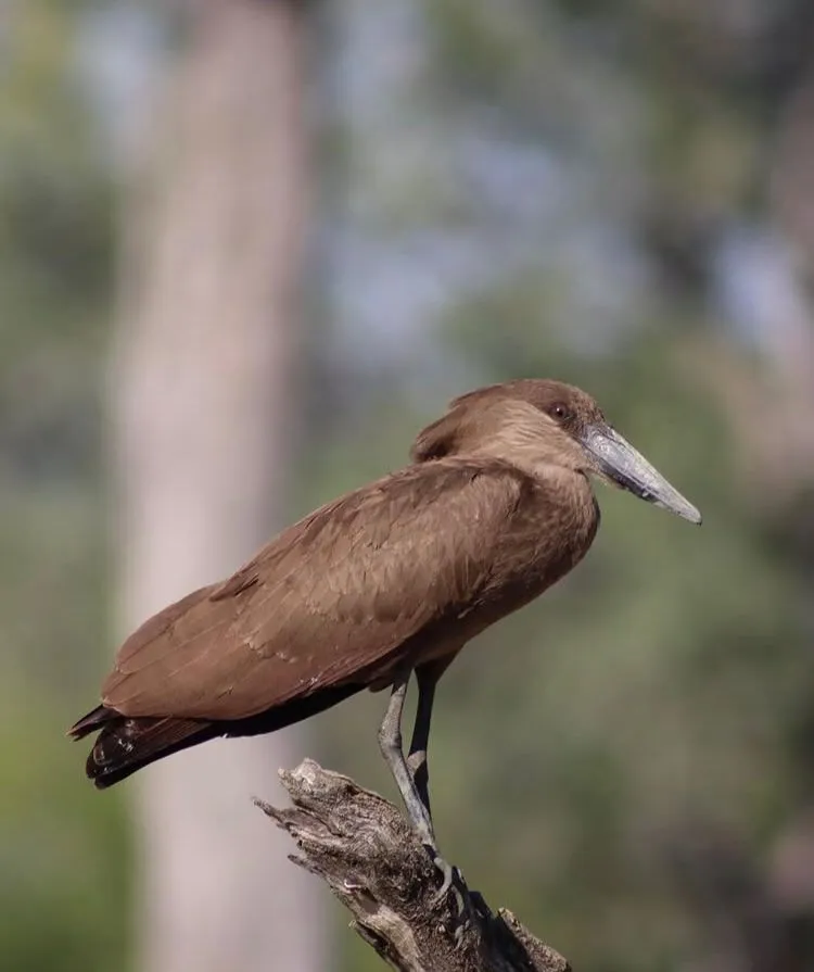 3-Day Giraffe Centre & Nairobi Highlights