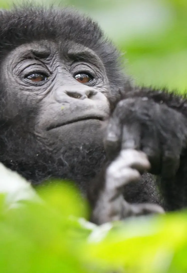 7-Day Nairobi National Park & Surrounding Areas Safari