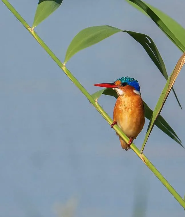 3-Day Kenya Highlights: Nairobi & Maasai Mara