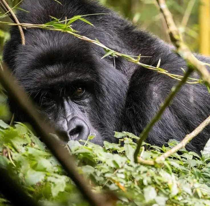 24-Day Kenya Ultimate Explorer