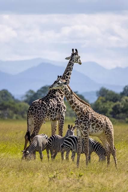 7-Day Northern Circuit Safari: Manyara, Tarangire & Serengeti