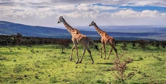 14-Day Ultimate Northern Tanzania Expedition