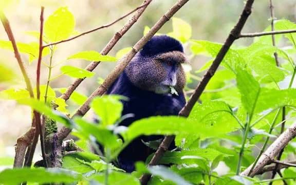 3-Day Gishwati-Mukura National Park