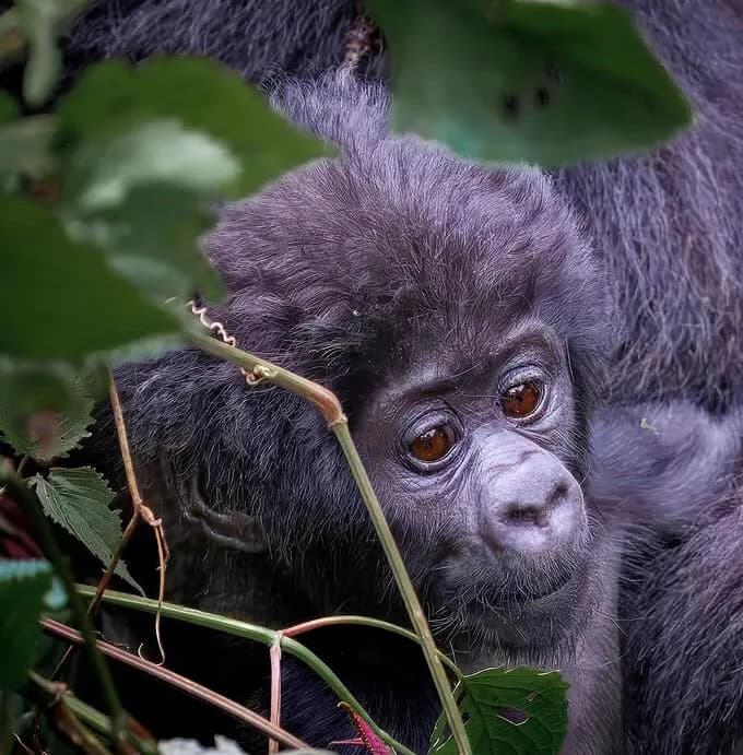 Safari services background