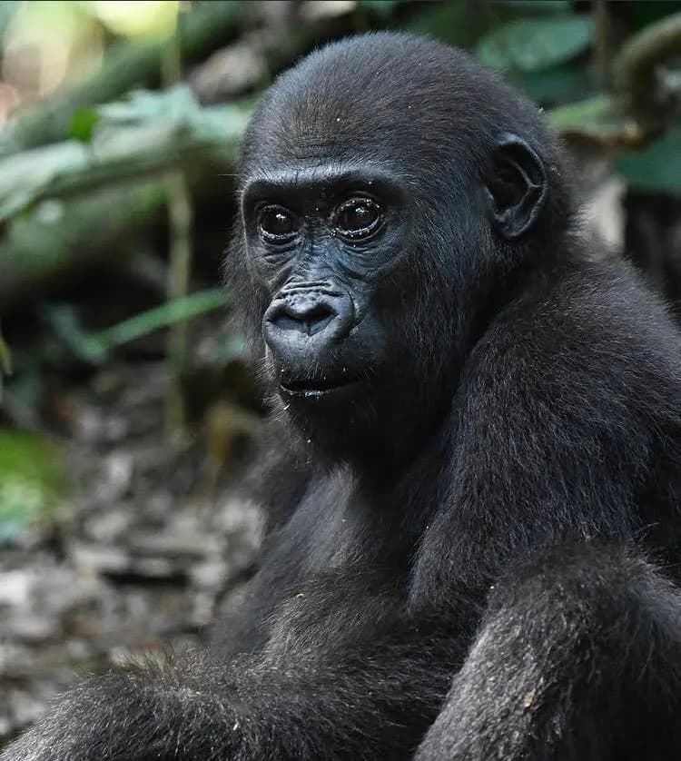 Bwindi Impenetrable National Park