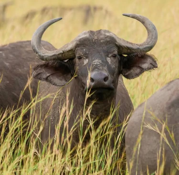 3-Day Akagera National Park Itinerary