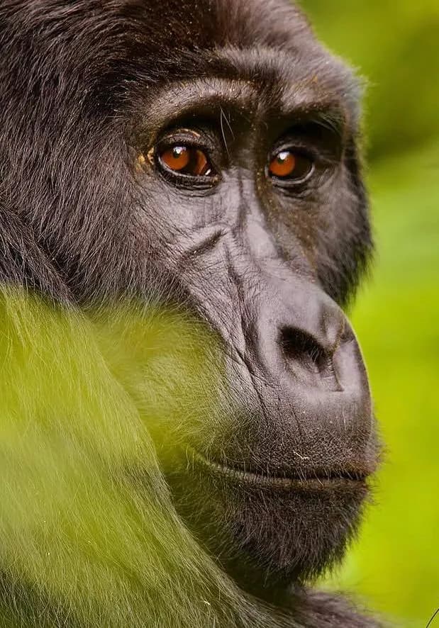 14-Day Ultimate Rwanda Safari: Nyungwe, Volcanoes & Akagera