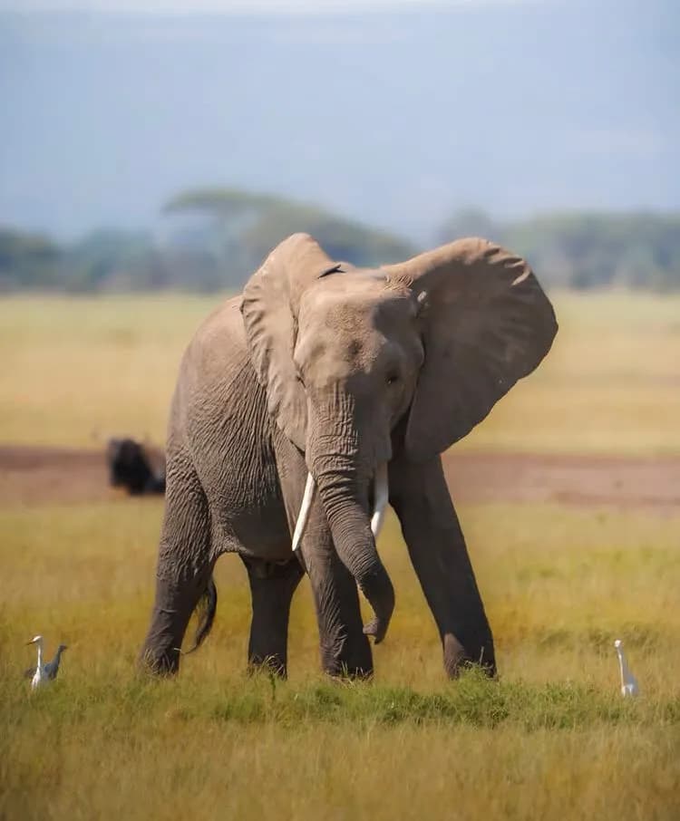 14-Day Ultimate Rwanda Safari: Lake Kivu, Parks & Culture