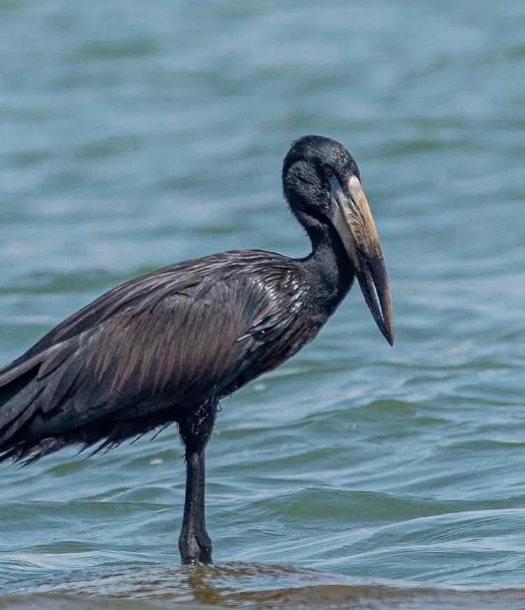 3-Day Semiliki National Park