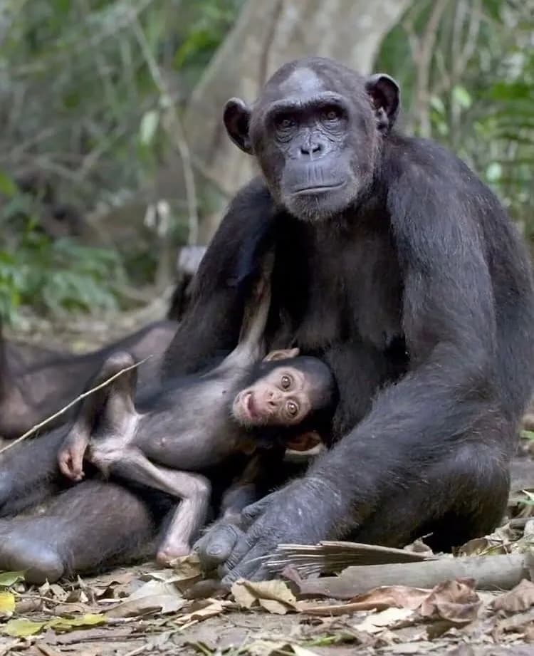 7-Day Nyungwe Forest National Park