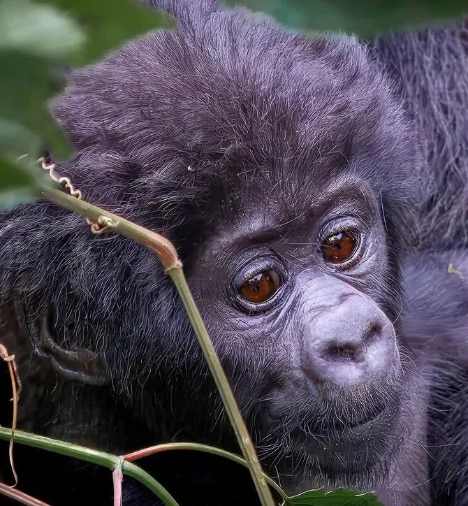 RWANDA
