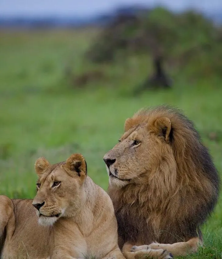 Tanzania Migration