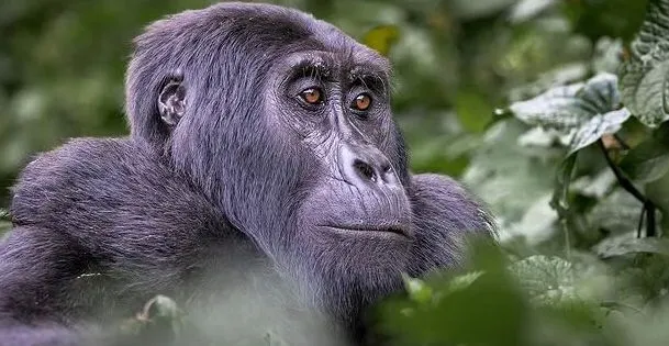 UGANDA